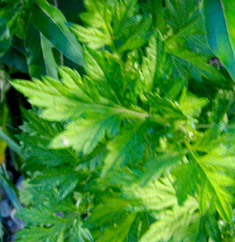 よもぎ倶楽部イメージ画像03